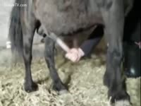 [ Zoo Sex Film ] A quick enjoyment at the farm